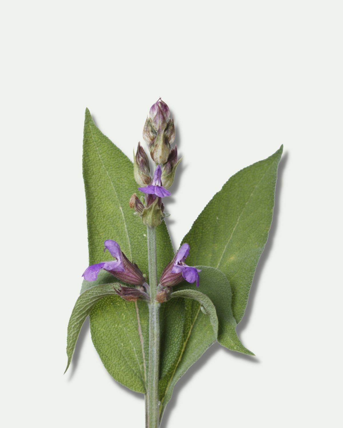 Indian Clary Sage Essential Oil - Henna Sooq
