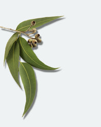 Thumbnail for Indian Eucalyptus Body Art Oil - Henna Sooq