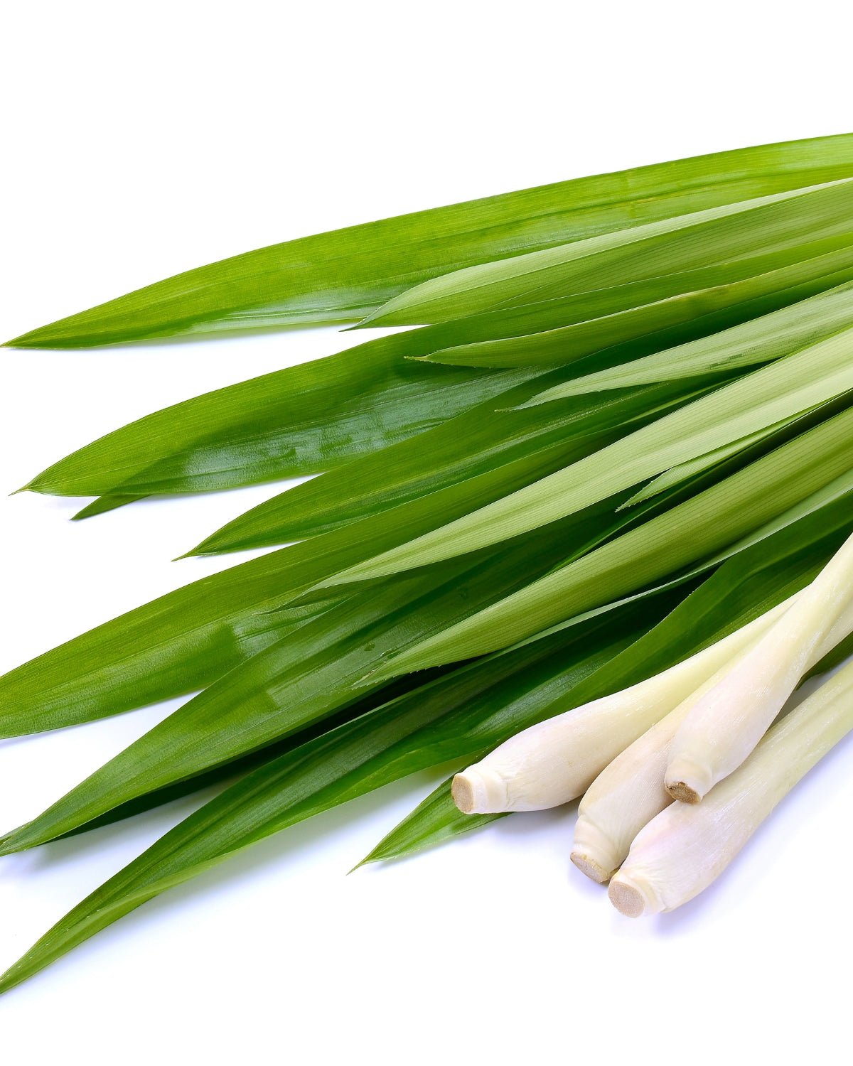 Indian Lemongrass Essential Oil - Henna Sooq