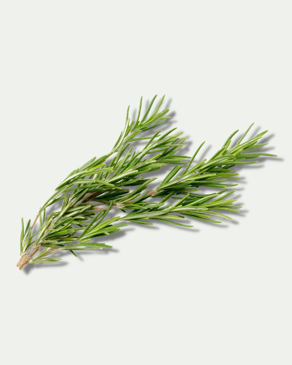 Moroccan Rosemary Essential Oil - Henna Sooq